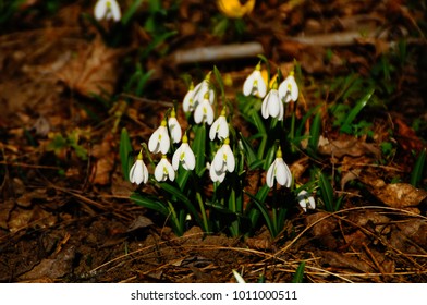 Snowdrops field in forest