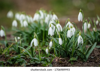 Snowdrops as a first spring flowers on a green natural background