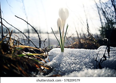 Snowdrops First White Crocus Wild Flowers Spring Snow