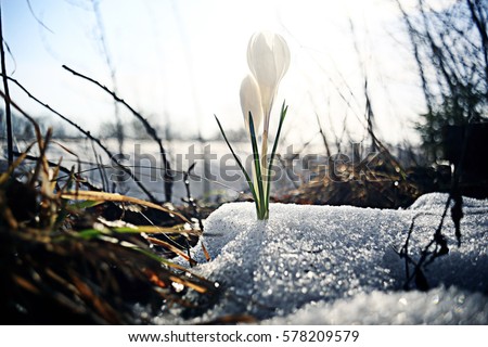 snowdrops first white crocus wild flowers spring snow
