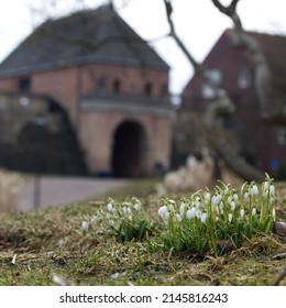 Snowdrops Flowers On A Grass With Historic Buidling In The Background. No People. Image Captured In Halmstad, Sweden