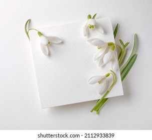 Snowdrops flowers with white card on white background. Creative congratulations layout from snowdrops on white papper. Spring flower concept.  - Shutterstock ID 2112933839