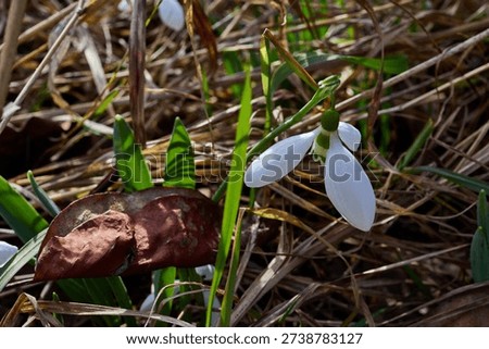 Snowdrops flutter in mid-February. Spring is almost here.
