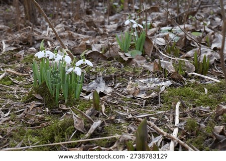 Snowdrops flutter in mid-February. Spring is almost here.