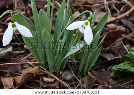 Snowdrops flutter in mid-February. Spring is almost here.