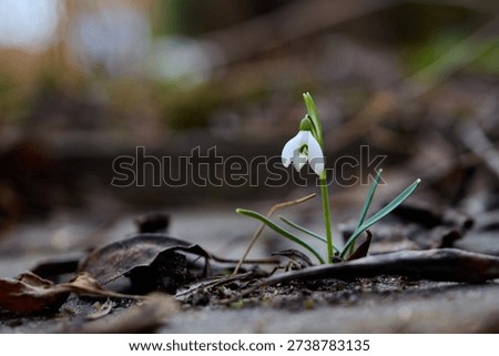 Snowdrops flutter in mid-February. Spring is almost here.