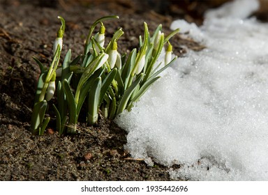 雪解け 花 の写真素材 画像 写真 Shutterstock