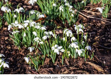 Snowdrops (galanthus) Flore Pleno an  early winter spring flowering  bulbous plant with a white springtime double flower which opens in January and February in a woodland wildflower setting, photo