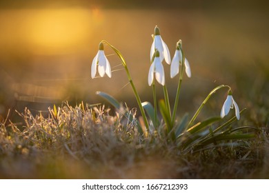 Snowdrops in the grass at sunset