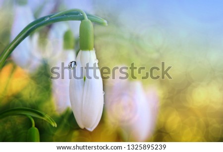 Similar – Image, Stock Photo Snowdrops (galanthus nivalis)