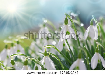Snowdrops on bokeh background in sunny spring garden under sunbeams.