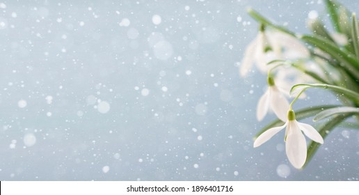 Snowdrops on a light blue background with copy space. Banner.