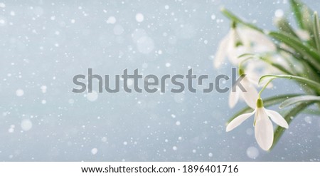 
Snowdrops on a light blue background with copy space. Banner.