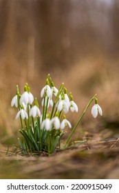 Snowdrops, Podyji, Southern Moravia, Czech Republic