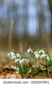 Snowdrops, Podyji, Southern Moravia, Czech Republic