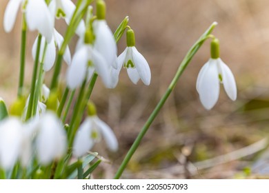 Snowdrops, Podyji, Southern Moravia, Czech Republic