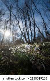 Snowdrops In A River Floodplain In Late Winter
