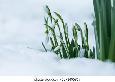 snowdrops in the snow in garden