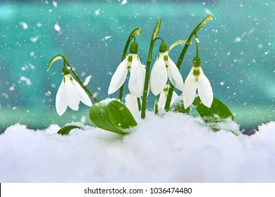 Snowdrops in the snow, spring white flower on blur background with place for text, Close up with selective focus and snowflakes