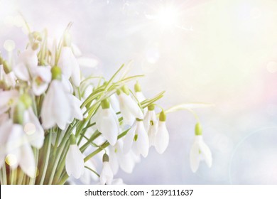 snowdrops spring background. spring flowers for a postcard. primroses