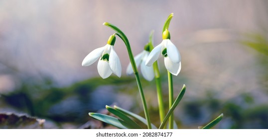 Snowdrops in the spring forest in the rays of the spring sun