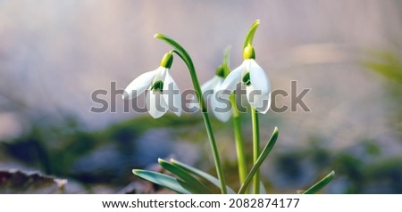 Snowdrops in the spring forest in the rays of the spring sun