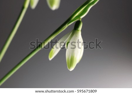 Similar – Image, Stock Photo Snowdrops (galanthus nivalis)