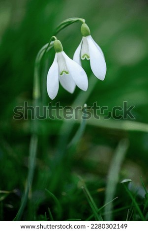 Similar – flowering snowdrops