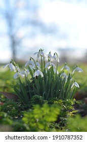 Snowdrops In The Sunny Day Bathing In The Sunlight. Early Sign Of Spring.