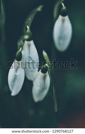 Image, Stock Photo Snowdrops (galanthus nivalis)