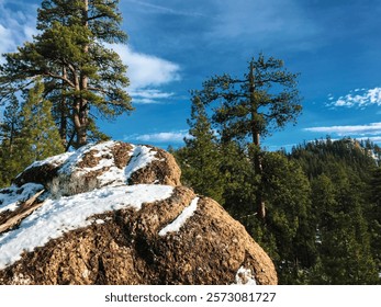 Snow-Dusted Boulder Among Pine Trees in Mountain Forest