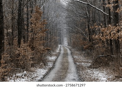 A snow-dusted forest path winds between bare trees along a quiet winter trail, conveying a moody, peaceful atmosphere and long perspective down a narrow dirt road through woodland.