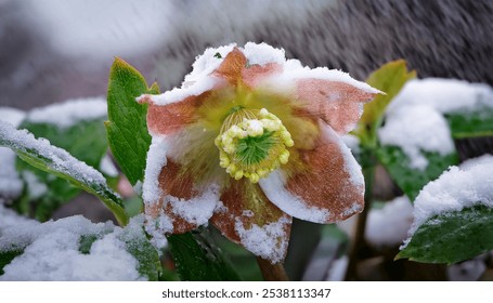 snow-dusted hellebore flower closeup, vibrant christmas rose with frosty petals and lush green leaves, winter bloom in a natural garden landscape with beautiful seasonal frost details - Powered by Shutterstock