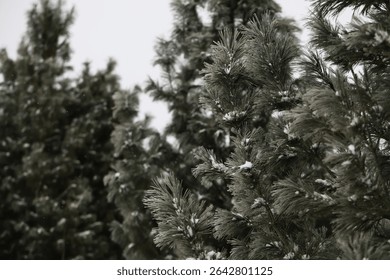 Snow-Dusted Pine Trees in Winter Forest