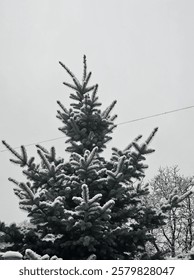 Snowfall in Christmas tree 🎄