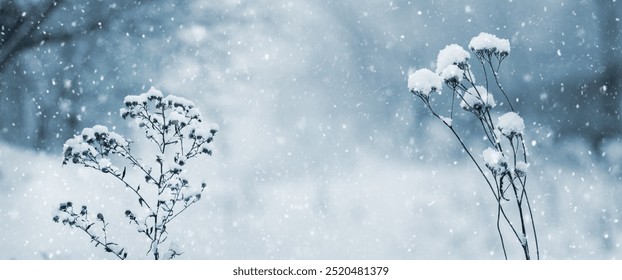 snowfall in the forest, snow covers dry plants and falls asleep everything around - Powered by Shutterstock