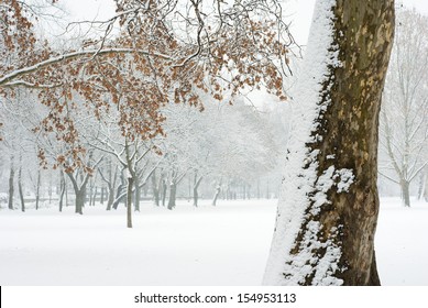 snowfall in a park
