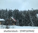 Snowfall in the pine forest 