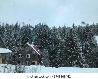 Snowfall in the pine forest 