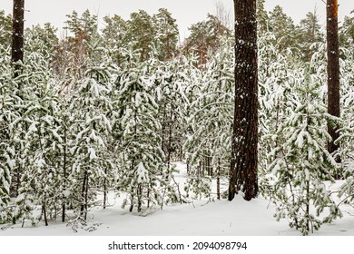 Snowfall in a pine forest on a winter cloudy day. Pine trunks covered with stuck snow.           
