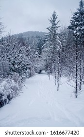 A Snowfall In Victoria BC Left Gowland Todd Park And Inlet In A Snowy, Frozen State.  Trails And Trees Were Covered In Freshly Fallen Snow. 