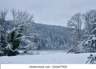 A Snowfall In Victoria BC Left The Gowland Todd Park And Inlet In A Snowy, Frozen State.  