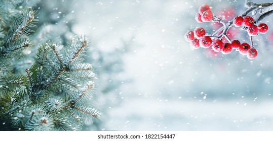 Snowfall in winter forest, spruce branches and mountain ash in forest on blurred background during blizzard - Powered by Shutterstock