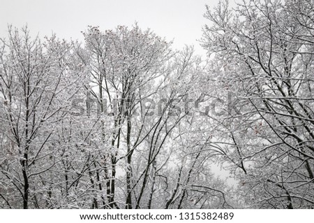 Similar – grau Wetter Winter