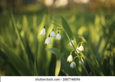 Snowflake blooms a bell-shaped flower with green spots at the tip of the white petal downward.