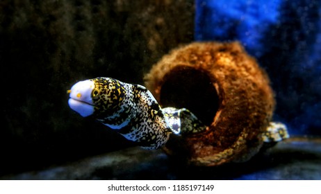 Snowflake Eel - Echidna Nebulosa