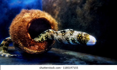 Snowflake Eel - Echidna Nebulosa