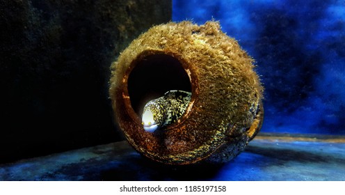 Snowflake Eel - Echidna Nebulosa