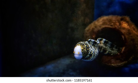 Snowflake Eel - Echidna Nebulosa