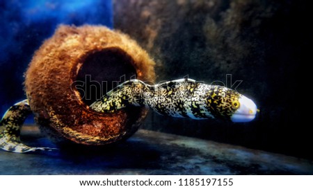 Snowflake Eel - Echidna nebulosa